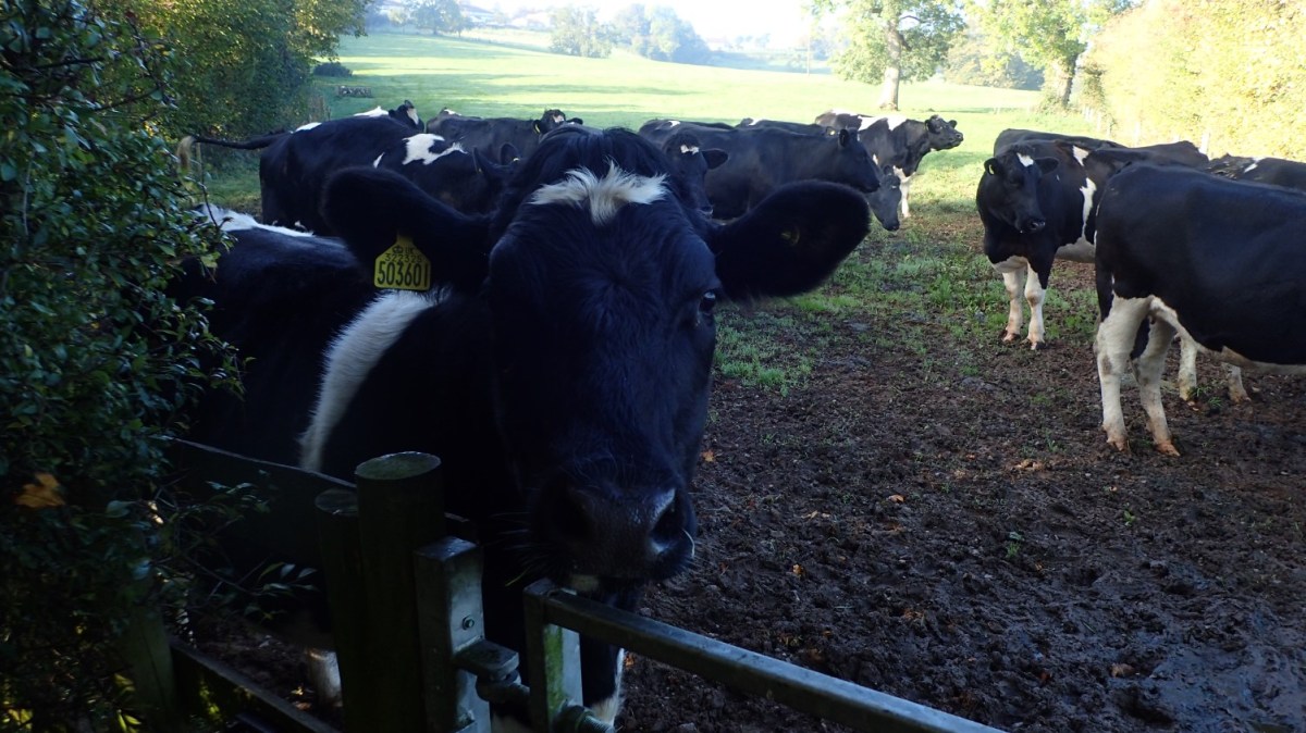 Do You Fear&nbsp;Cattle?