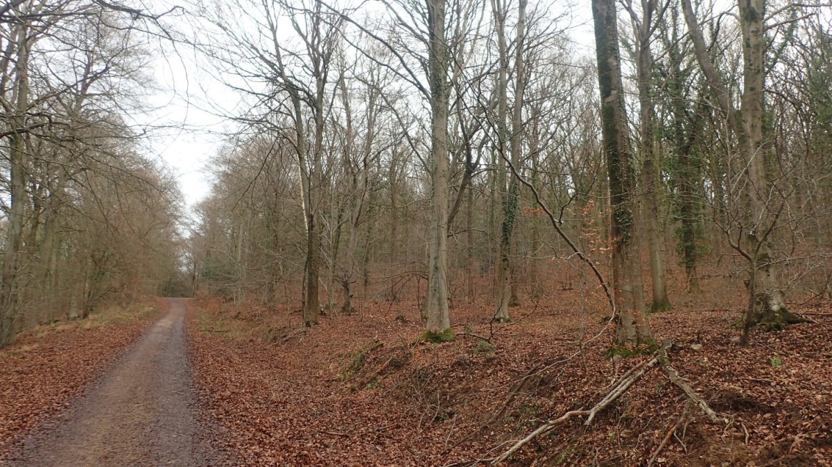 The Essence of the&nbsp;Forest